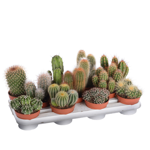 кактус микс 15/10 см