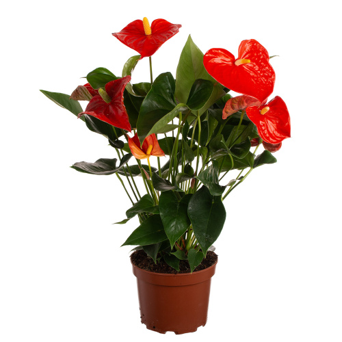 Антуриум сиерра оранж 60/17 см