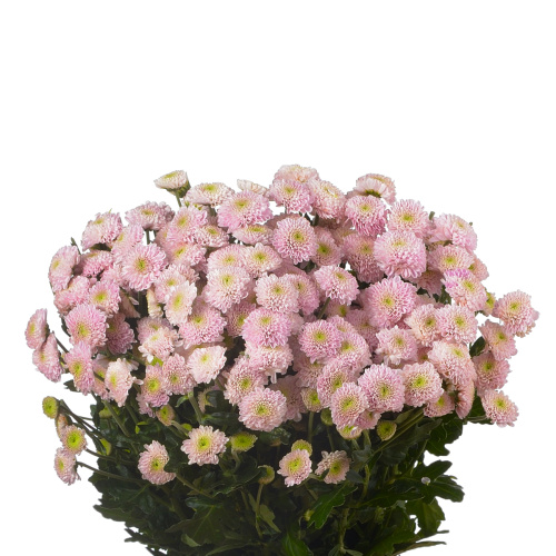 Сантини элиссон свит (25 шт)