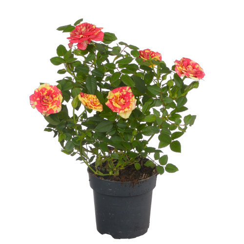 Роза лисс 30/10 см