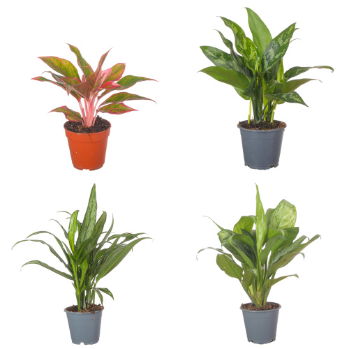 Аглаонема микс 35/12 см