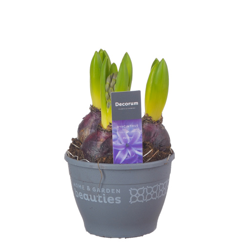 Гиацинт блю перл 15/12 см