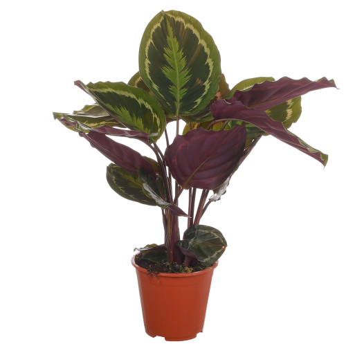 Калатея медальон 75/19 см