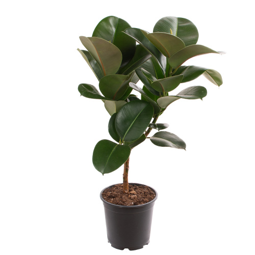 Фикус эластика клоэ 70/21 см