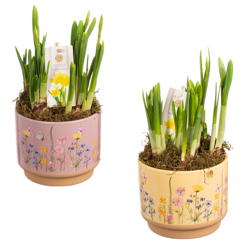 Нарцисс в деко кашпо 25/15 см