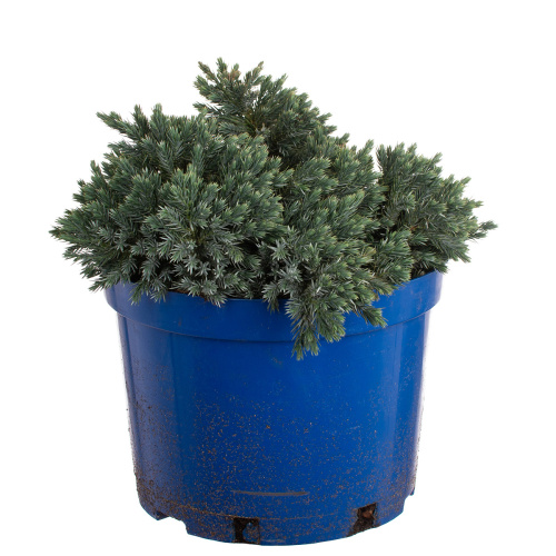 Можжевельник 30/19 см