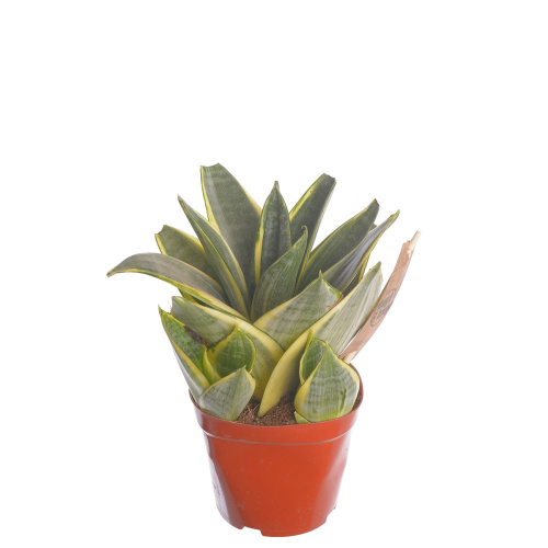 Сансевиерия голден хани 25/12 см