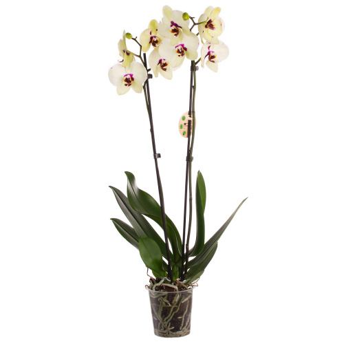 Орхидея фаленопсис полька дотс йеллоу 2 цв 60/12 см