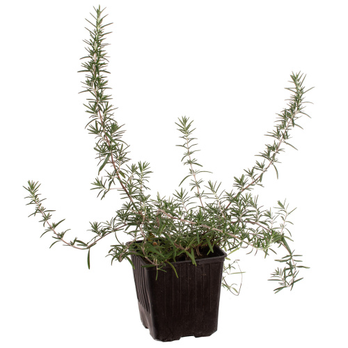 Розмарин 20/12 см