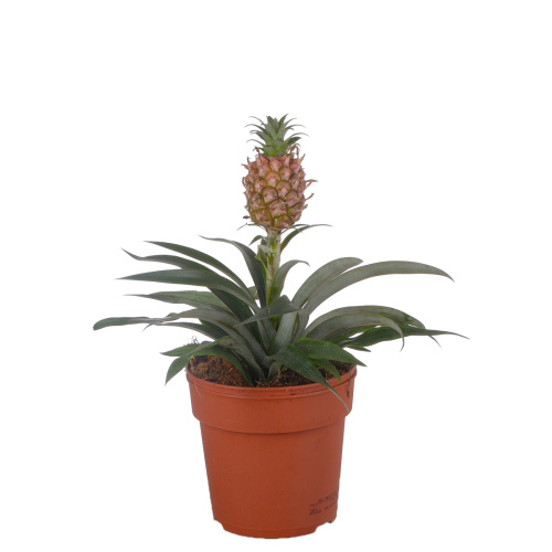 Ананас розита 30/12 см