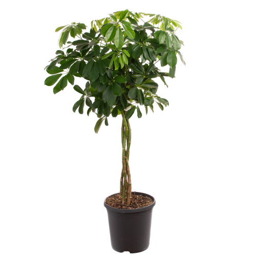 Шеффлера компакта штамб 100/23 см