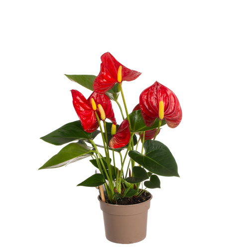 Антуриум валентино 25/9 см