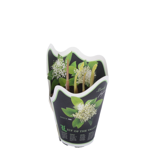 конвалярия 25/9 см