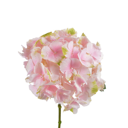 Гидрангея Верена розовая (1 шт)