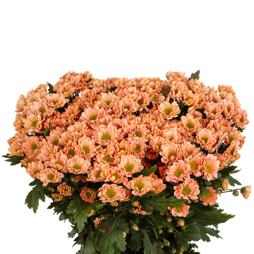 Сантини росси салмон (25 шт)