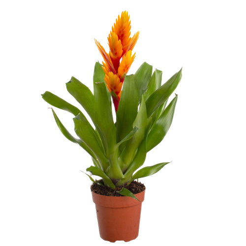 Вриезия интенсо флейм 50/12 см