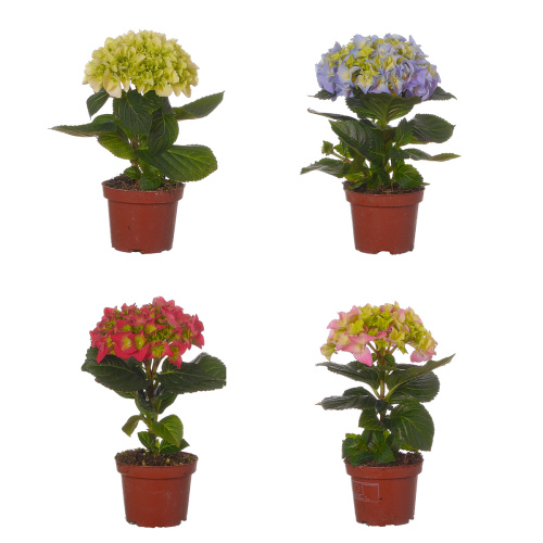Гортензия микс 20/9 см