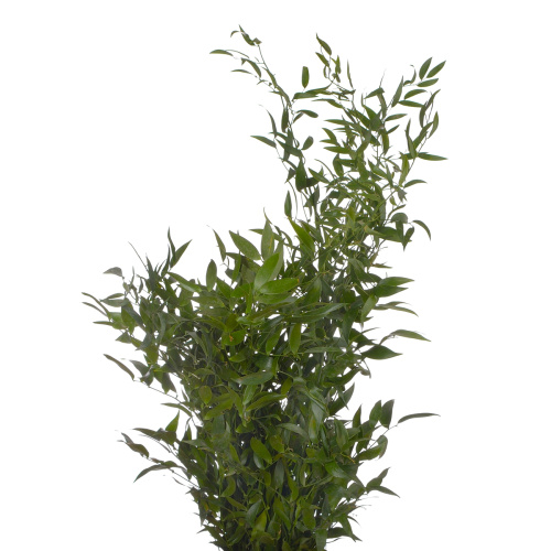 Рускус итальянский (банч)