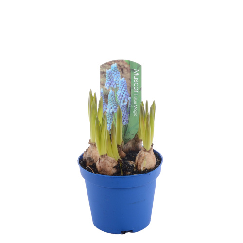 мускари блю мэджик 15/9 см