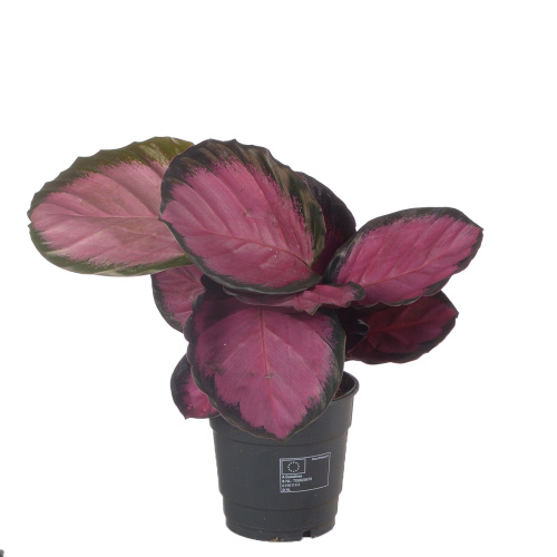 Калатея кримсон 35/12 см