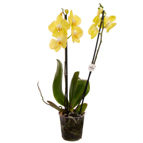Орхидея фаленопсис савона 2 цв 70/12 см