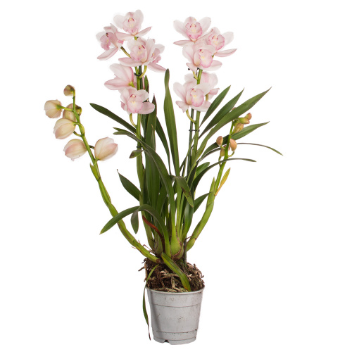 Орхидея цимбидиум пинк белл 4 цв 45/12 см
