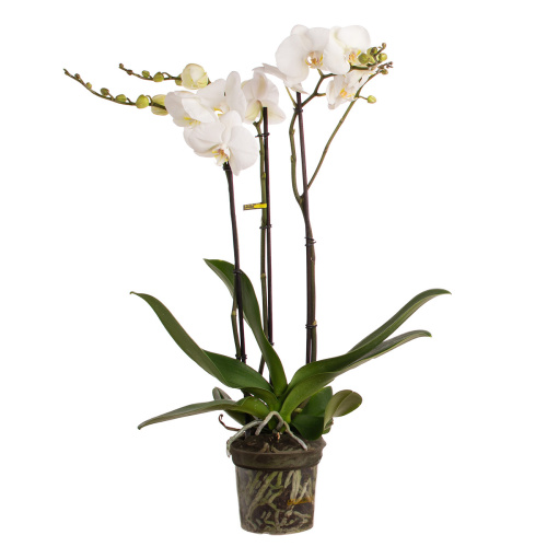 Орхидея фаленопсис уайт 3 цв 70/15 см
