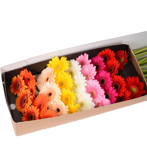 Гербера мини микс (30 шт)