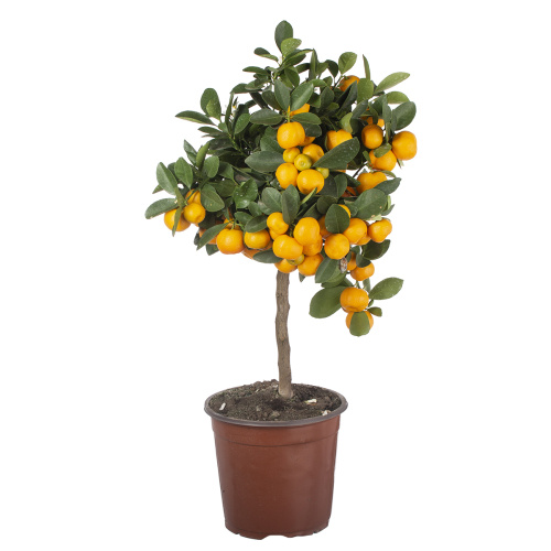 Цитрофортунелла каламандин штамб 50/17 см