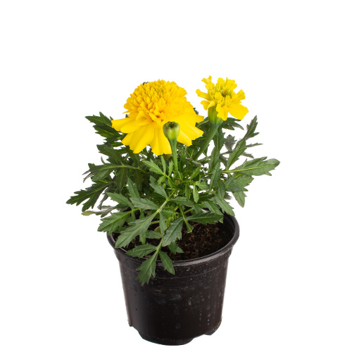 Тагетес йеллоу 15/9 см