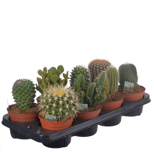 Кактус микс 15/12 см