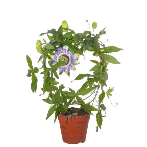 Пассифлора 40/12 см