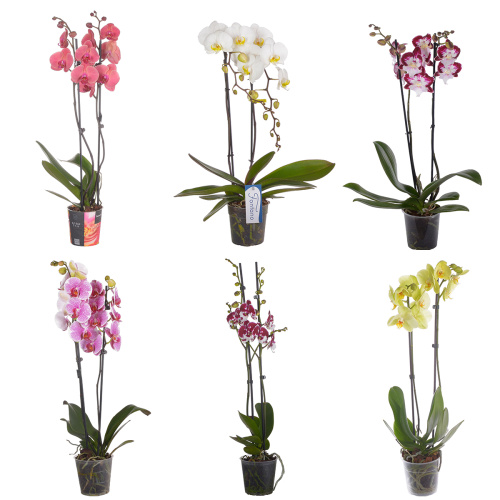 Орхидея фаленопсис микс 2 цв 65/12 см