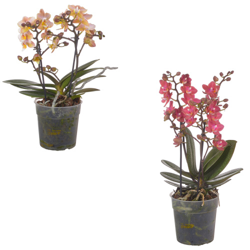 Орхидея фаленопсис микс арома 2 цв 35/12 см
