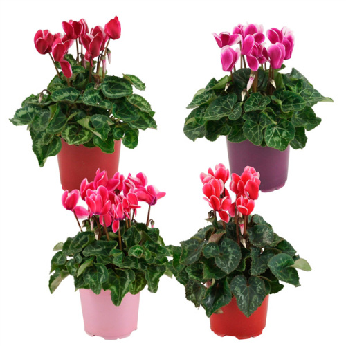 Цикламен фуджи микс 25/12 см