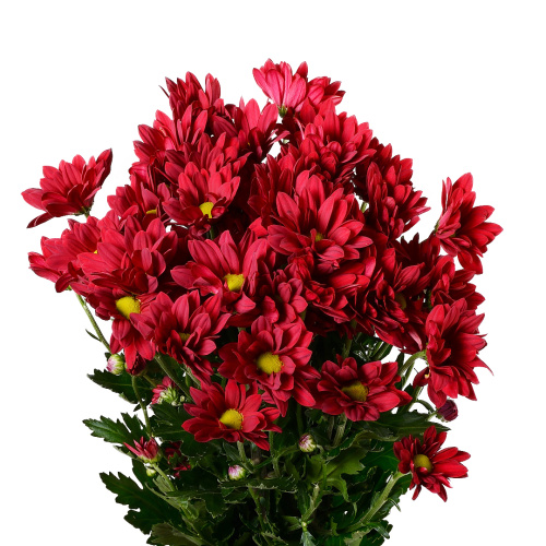 Рубм стар хризантема кустовая (5 шт)