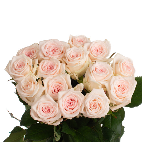 Джовита (15 шт) рм