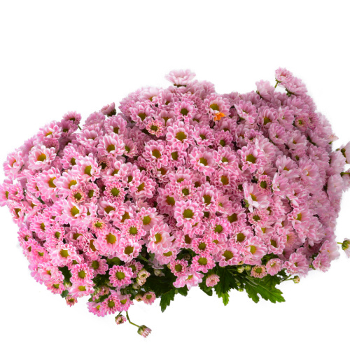 Сантини Росси пинк (25 шт)