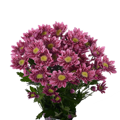 Сиренити куст. (5 шт)