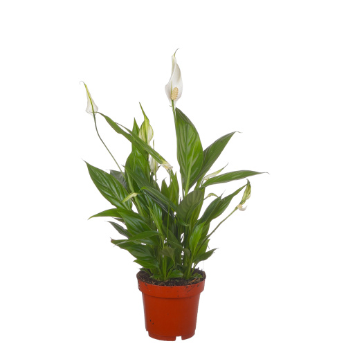 Спатифиллум корто 35/12 см