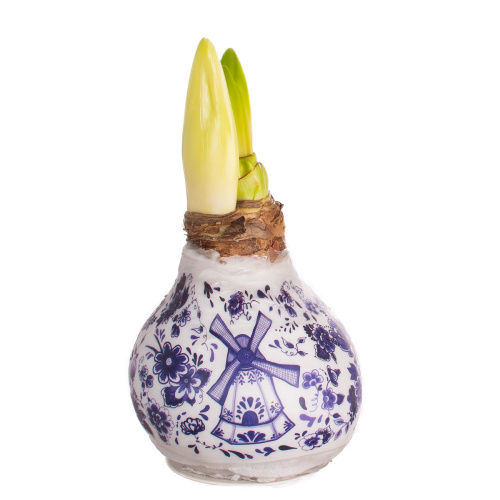 Гиппеаструм в воске уайт/блю 20 см