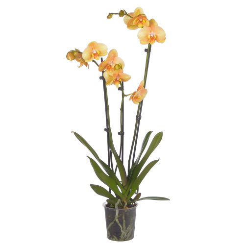 Орхидея фаленопсис голден ривер 3 цв 65/12 см