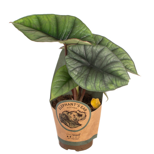 Алоказия платинум 30/11 см