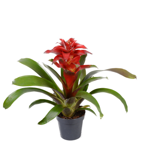 гузмания салинас 45/13 см