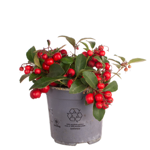 Гаультерия биг берри 15/10 см