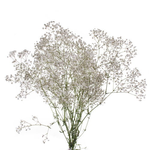 Гипсофила (25 шт)