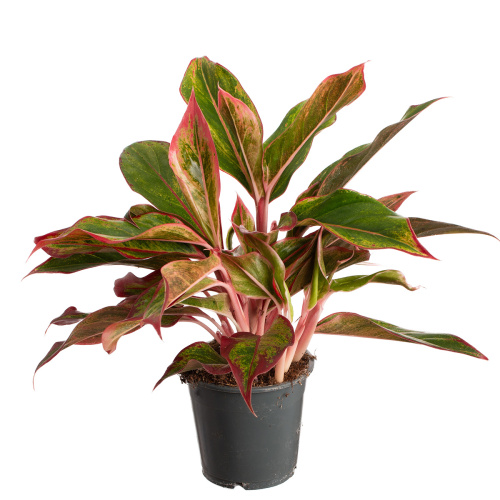 Аглаонема ред файр 30/12 см