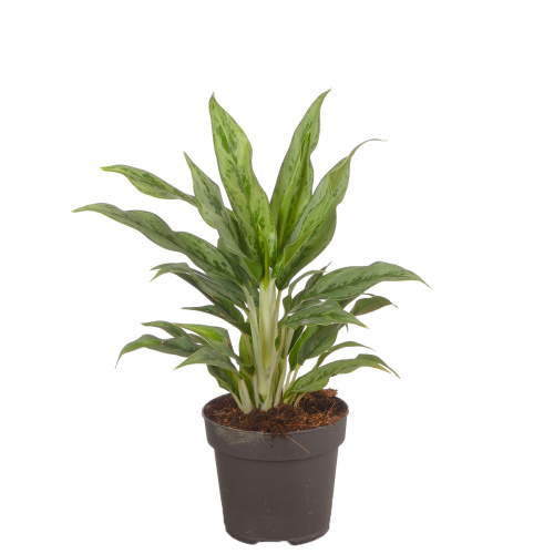 Аглаонема грейхаунд 40/12 см