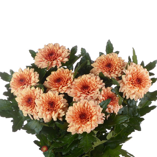 Пип салмон хризантема одноголовая (10 шт)