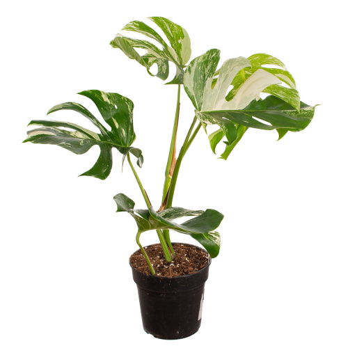 Монстера вариегата 55/17 см